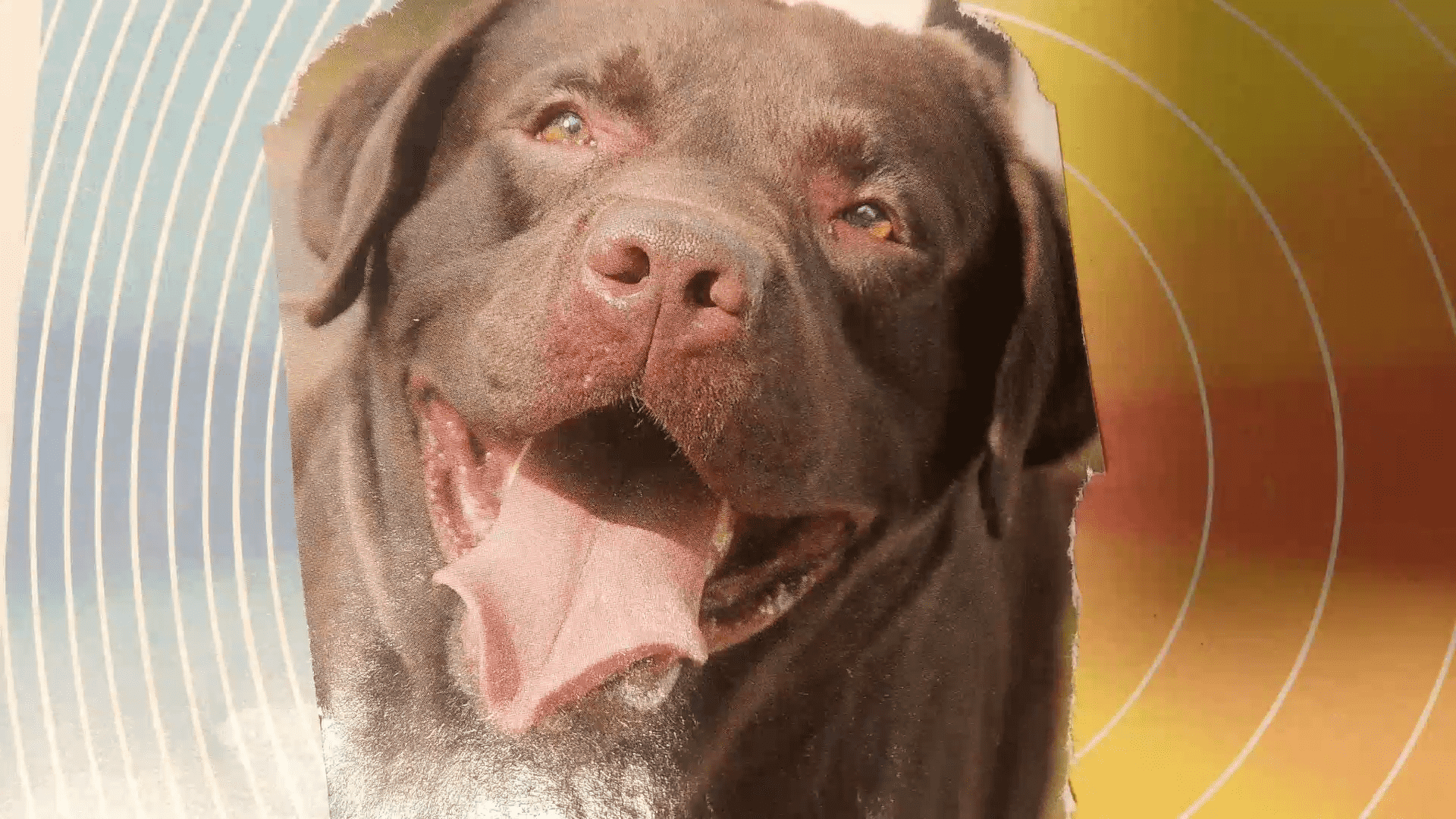 Animação realizada utilizando o app Stop Motion Studio